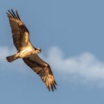 Selective Photography of Flying Black Falcon