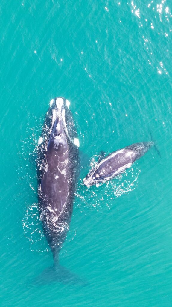 Drone Shot of Whales in Turquoise Water